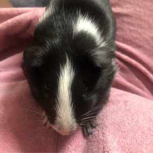 Meet your Posher, Rose